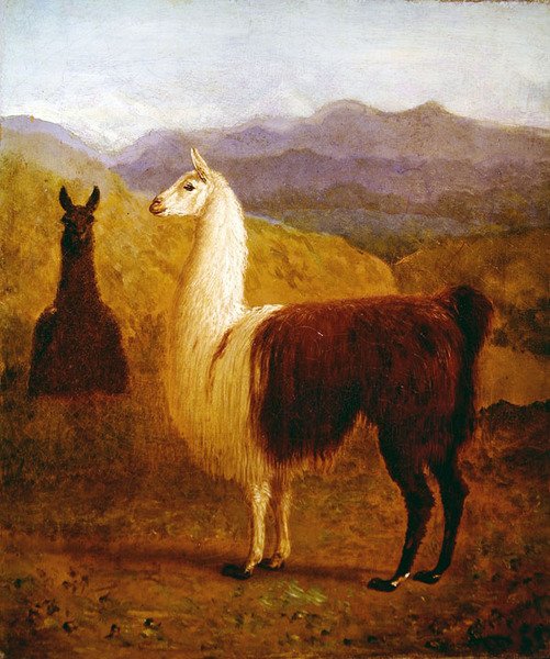 Két láma (olaj, vászon) alkotó: Jacques Laurent Agasse