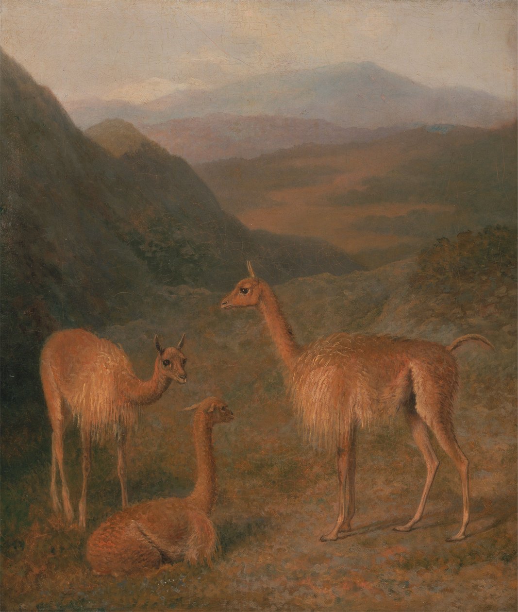 Vicunas alkotó: Jacques-Laurent Agasse