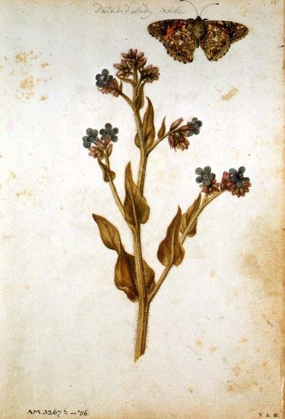 Anchusa officinalis festett pillangóval, 1568 körül alkotó: Jacques  Le Moyne