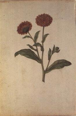 Calendula officinalis, 1568 körül alkotó: Jacques  Le Moyne