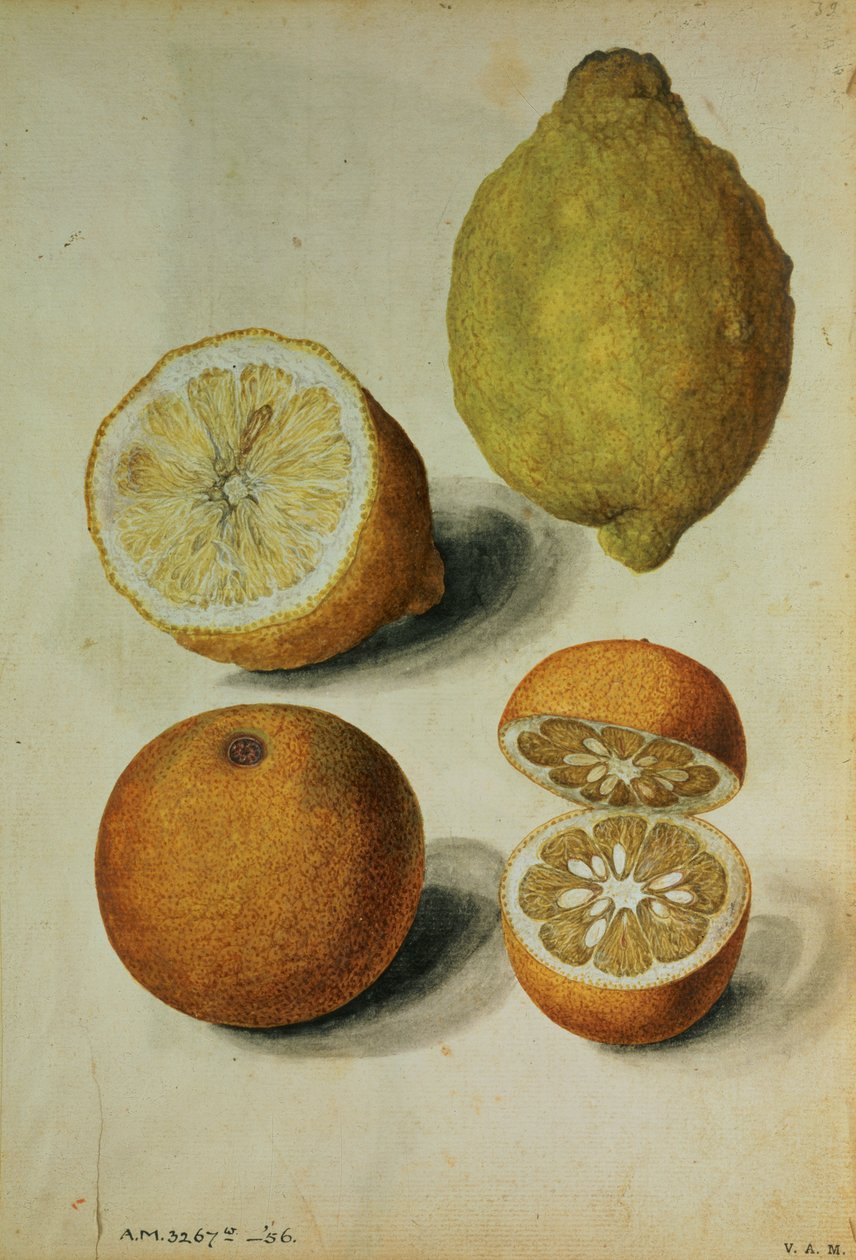 Citrom: Citrus limonum és Citrus aurantium, 1568 körül (akvarell, papír) alkotó: Jacques (1533 88) Le Moyne