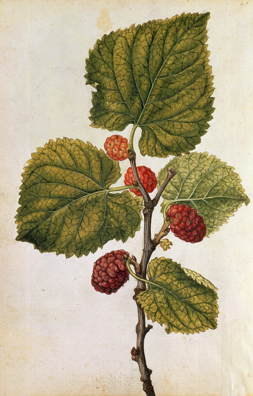  alkotó: Jacques (1533-88) Le Moyne