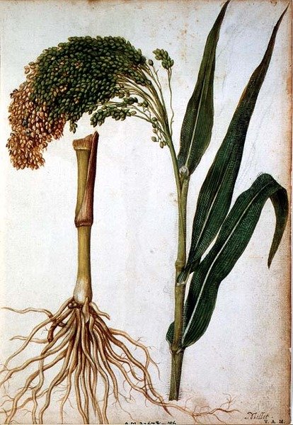 Setaria italica, 1568 körül alkotó: Jacques  Le Moyne