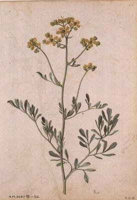 Ruta graveolens, 1568 körül alkotó: Jacques  Le Moyne