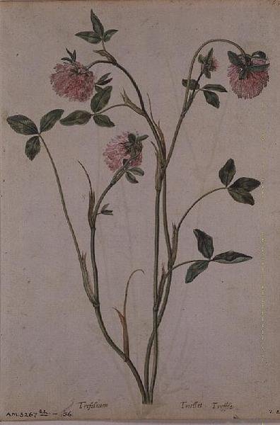 Trifolium pratense, 1568 körül alkotó: Jacques  Le Moyne