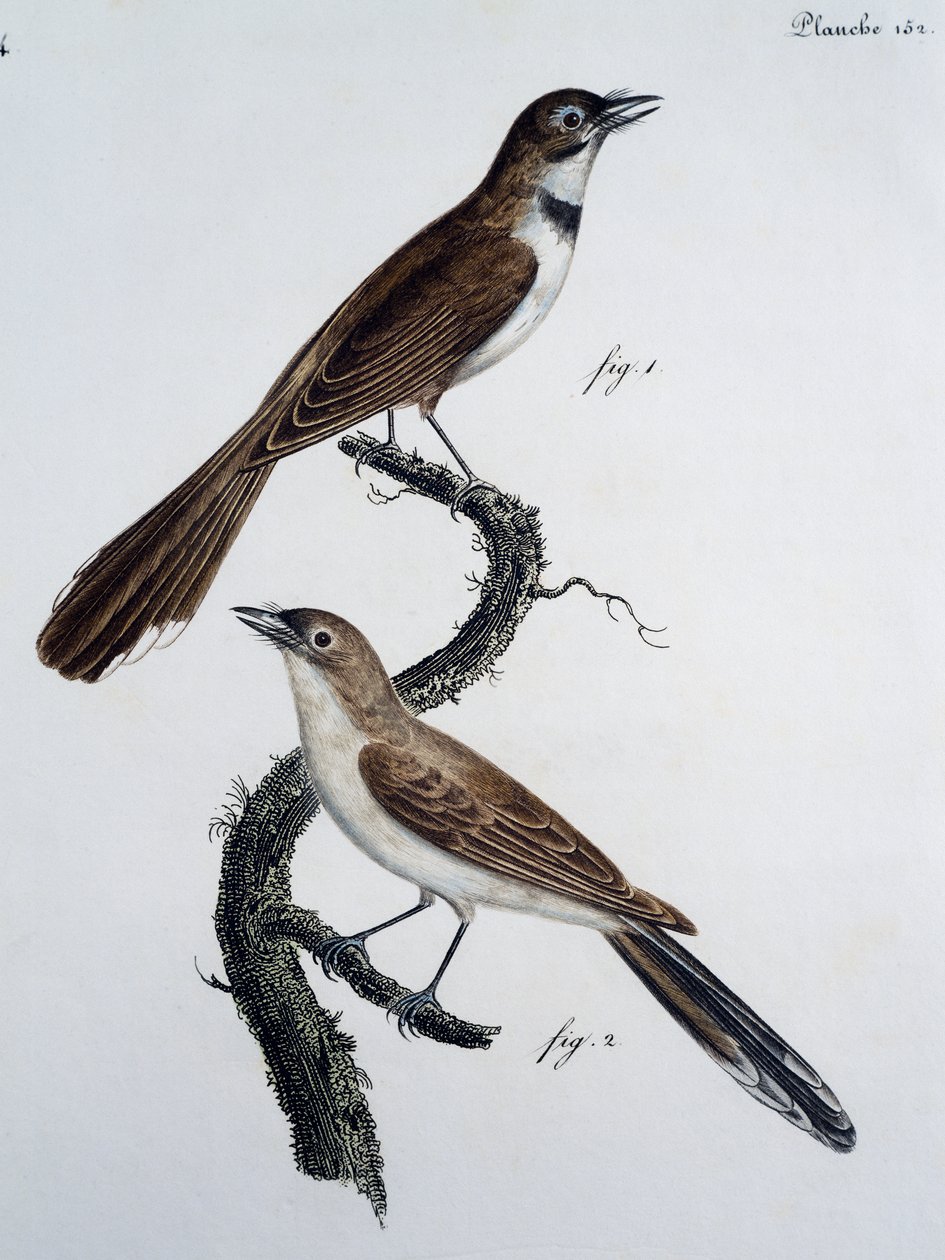 Szemüveges uralkodó (Monarcha trivirgata) hímje és nősténye alkotó: Jacques (after) Barraband