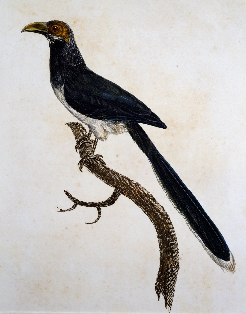 Vörös arcú Malkoha (Phaenicophaeus pyrrhocephalus) alkotó: Jacques (after) Barraband