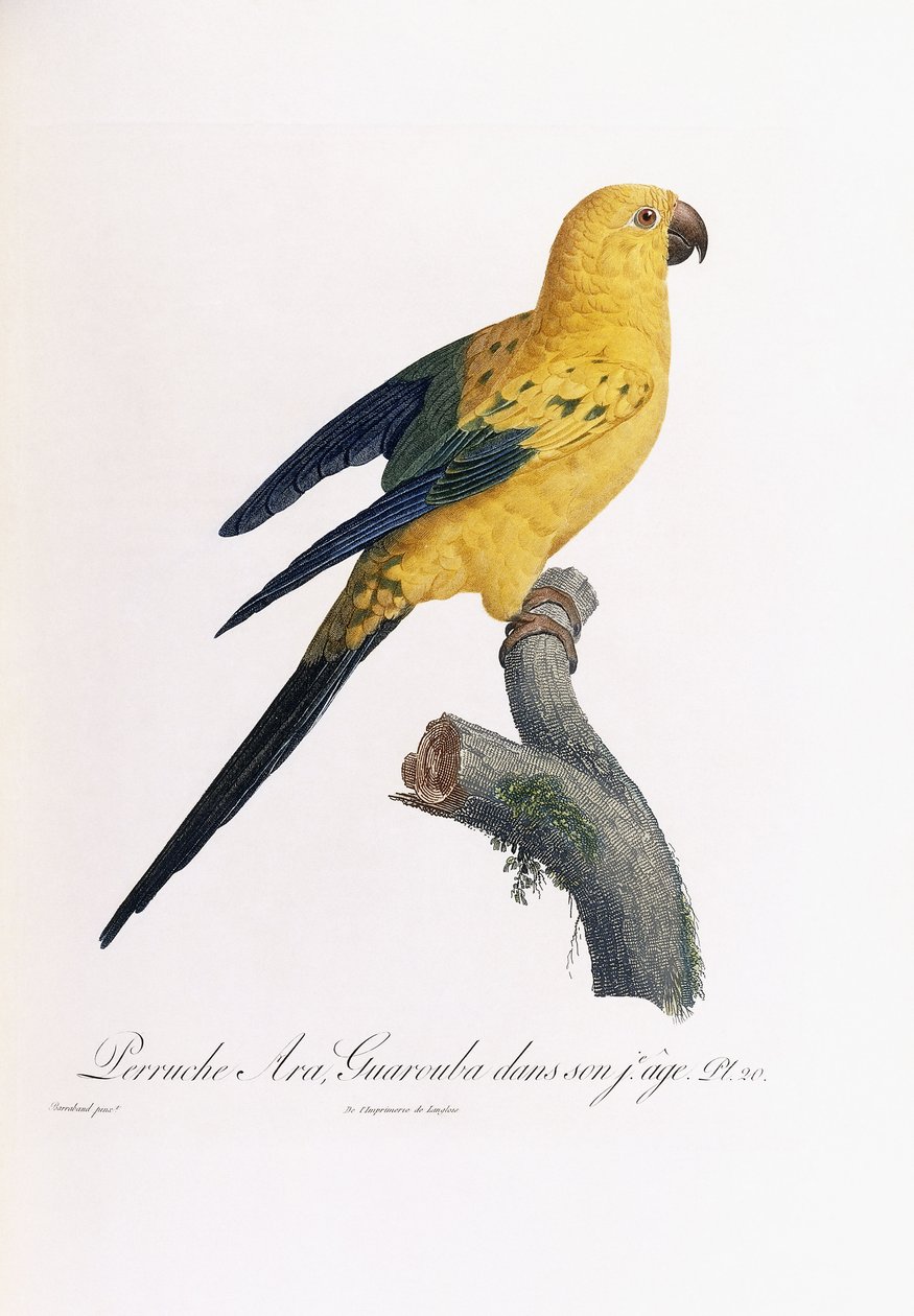 Aranypapagáj, Ara Guarouba, fiatalon alkotó: Jacques Barraband