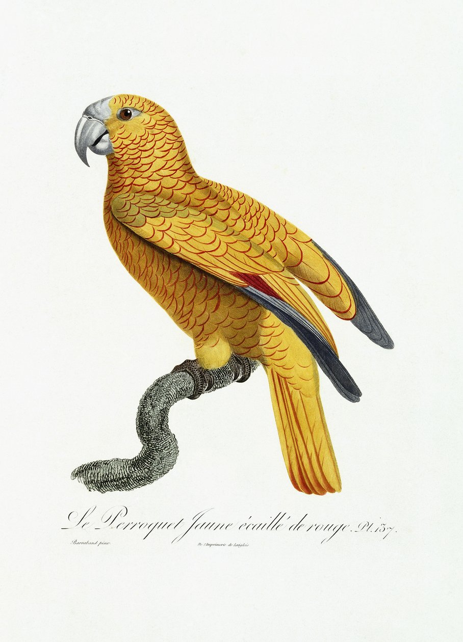 Sárga és vörös papagáj, 1801-2005 körül alkotó: Jacques Barraband