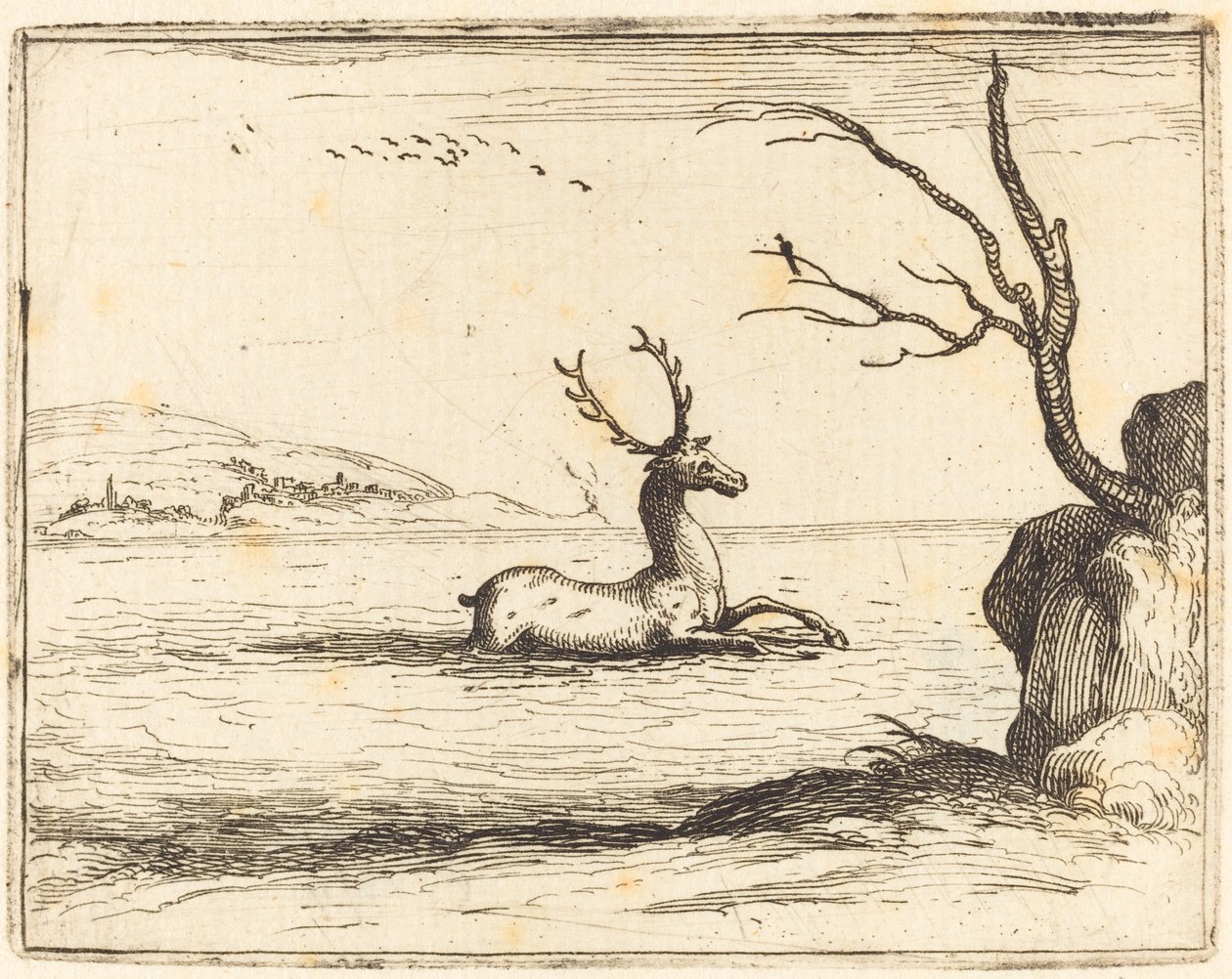 Szarvas a vízben alkotó: Jacques Callot