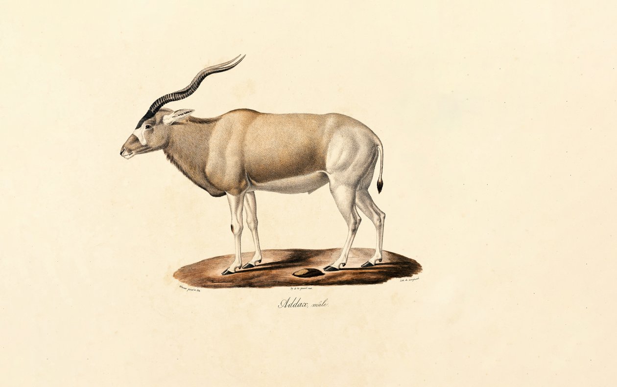  alkotó: Jacques Christophe Werner