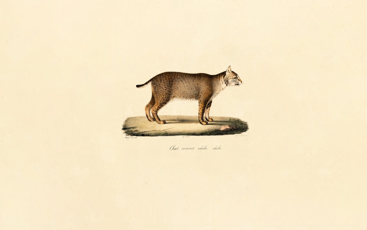 Felnőtt hiúz alkotó: Jacques Christophe Werner
