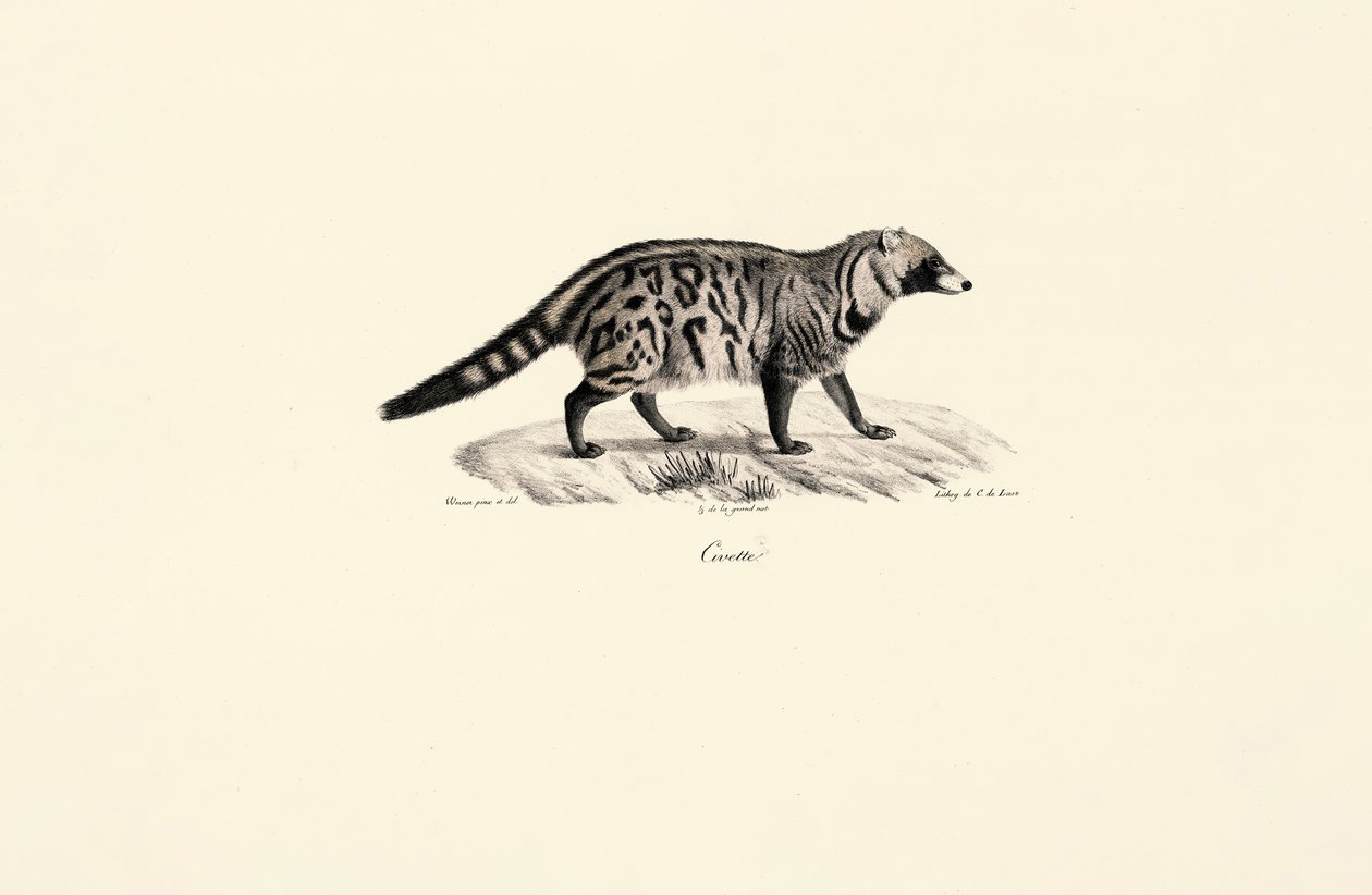 Afrikai cibet (Civettictis civetta) alkotó: Jacques Christophe Werner