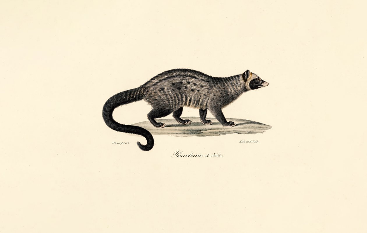 Afrikai cibet alkotó: Jacques Christophe Werner