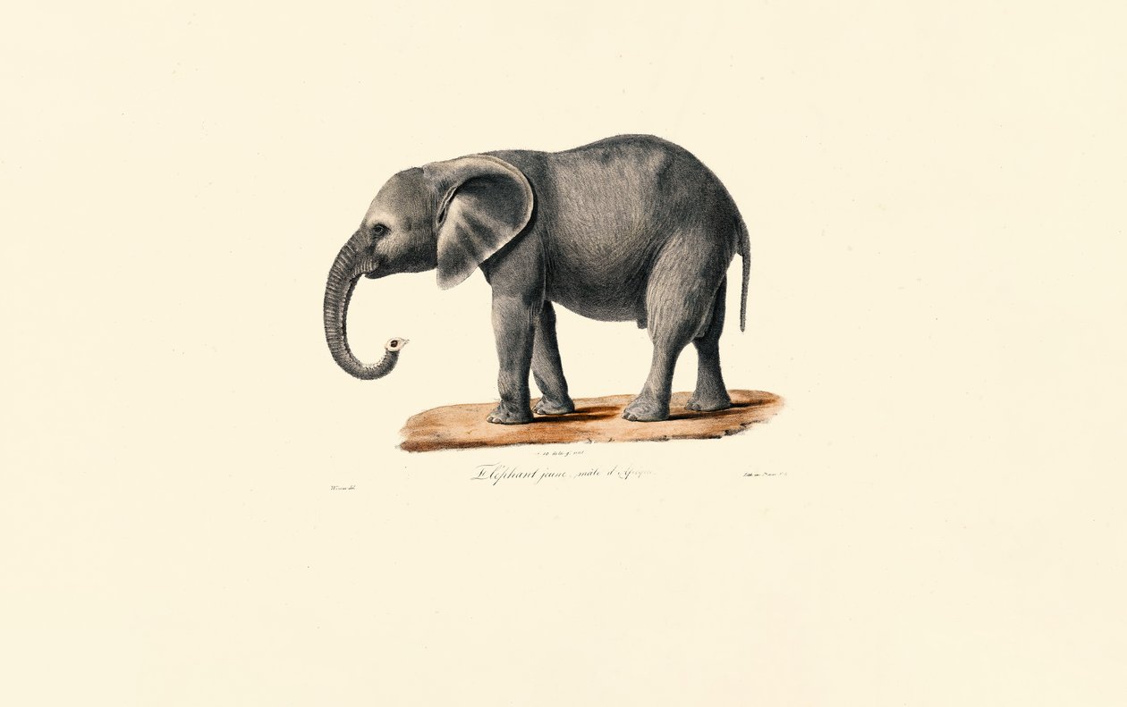 Afrikai elefánt (fiatal) alkotó: Jacques Christophe Werner