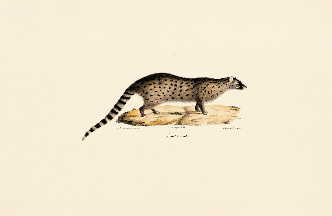 Afrikai Genet alkotó: Jacques Christophe Werner