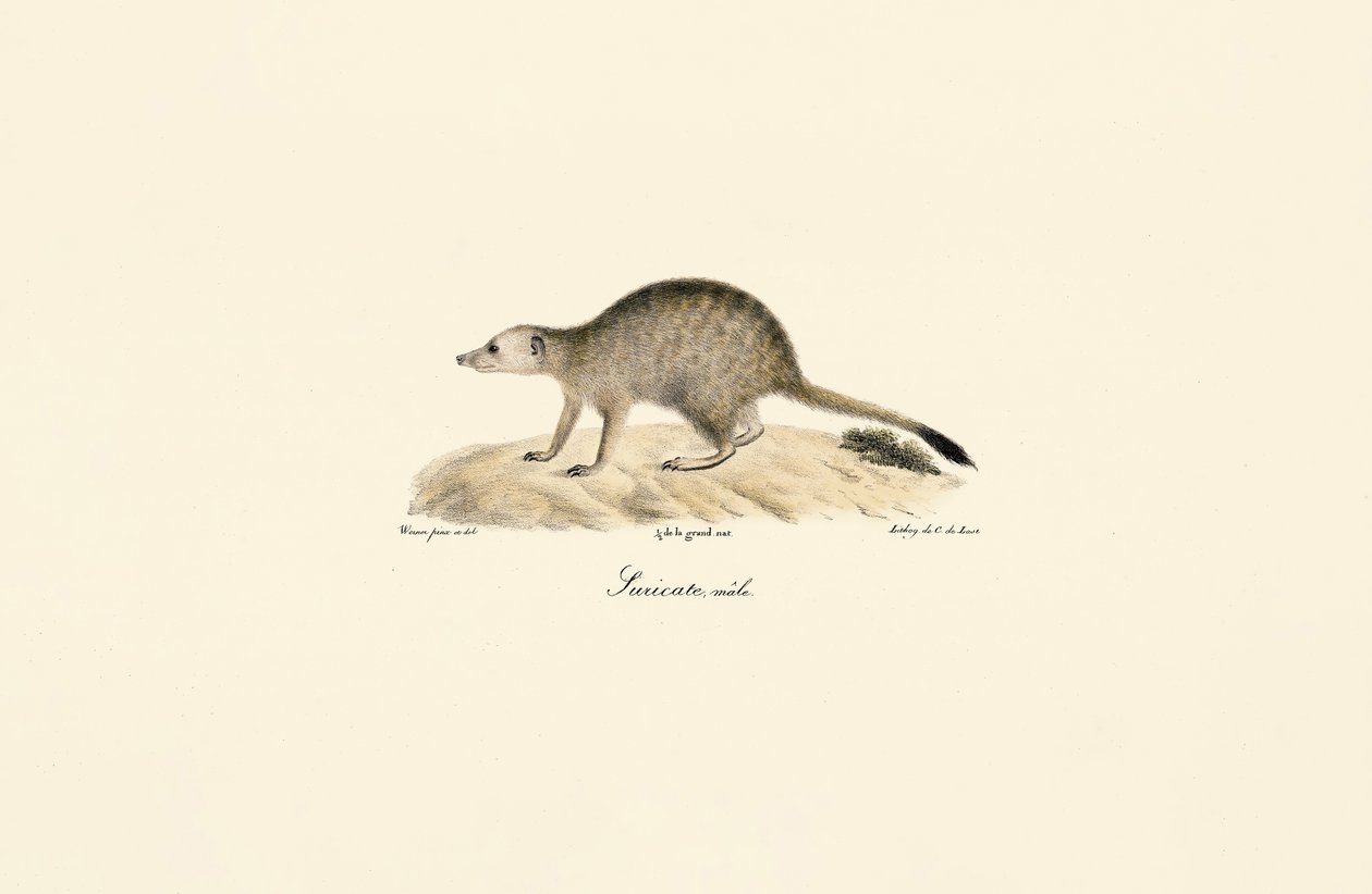 Afrikai mongúz (hím) alkotó: Jacques Christophe Werner