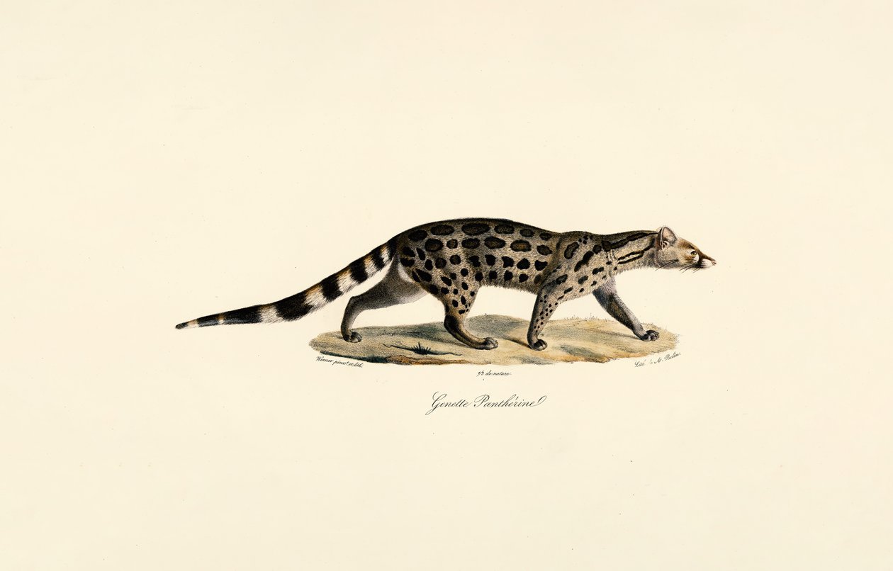  alkotó: Jacques Christophe Werner