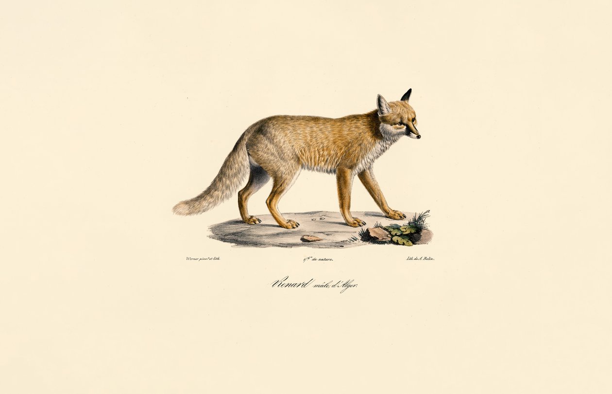  alkotó: Jacques Christophe Werner