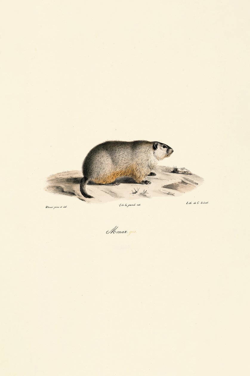 Alpesi mormota (Monax változat) alkotó: Jacques Christophe Werner