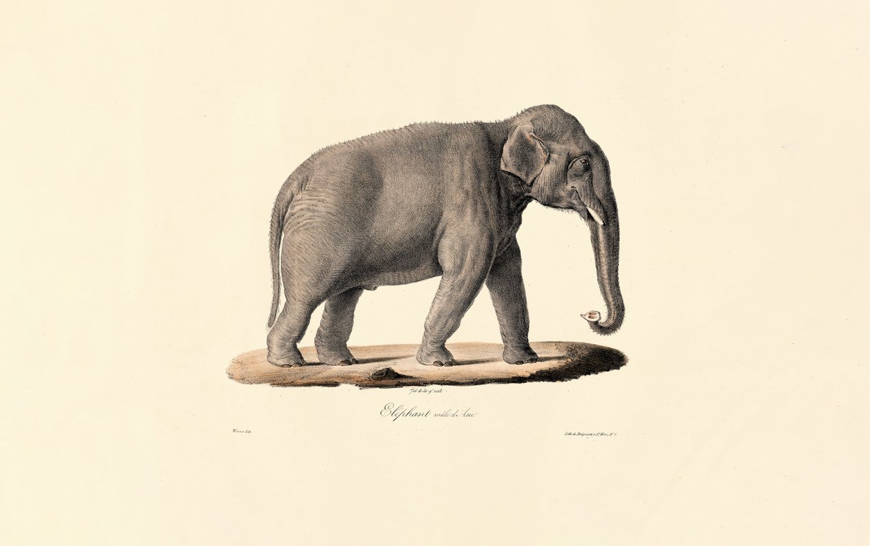 Ázsiai elefánt alkotó: Jacques Christophe Werner