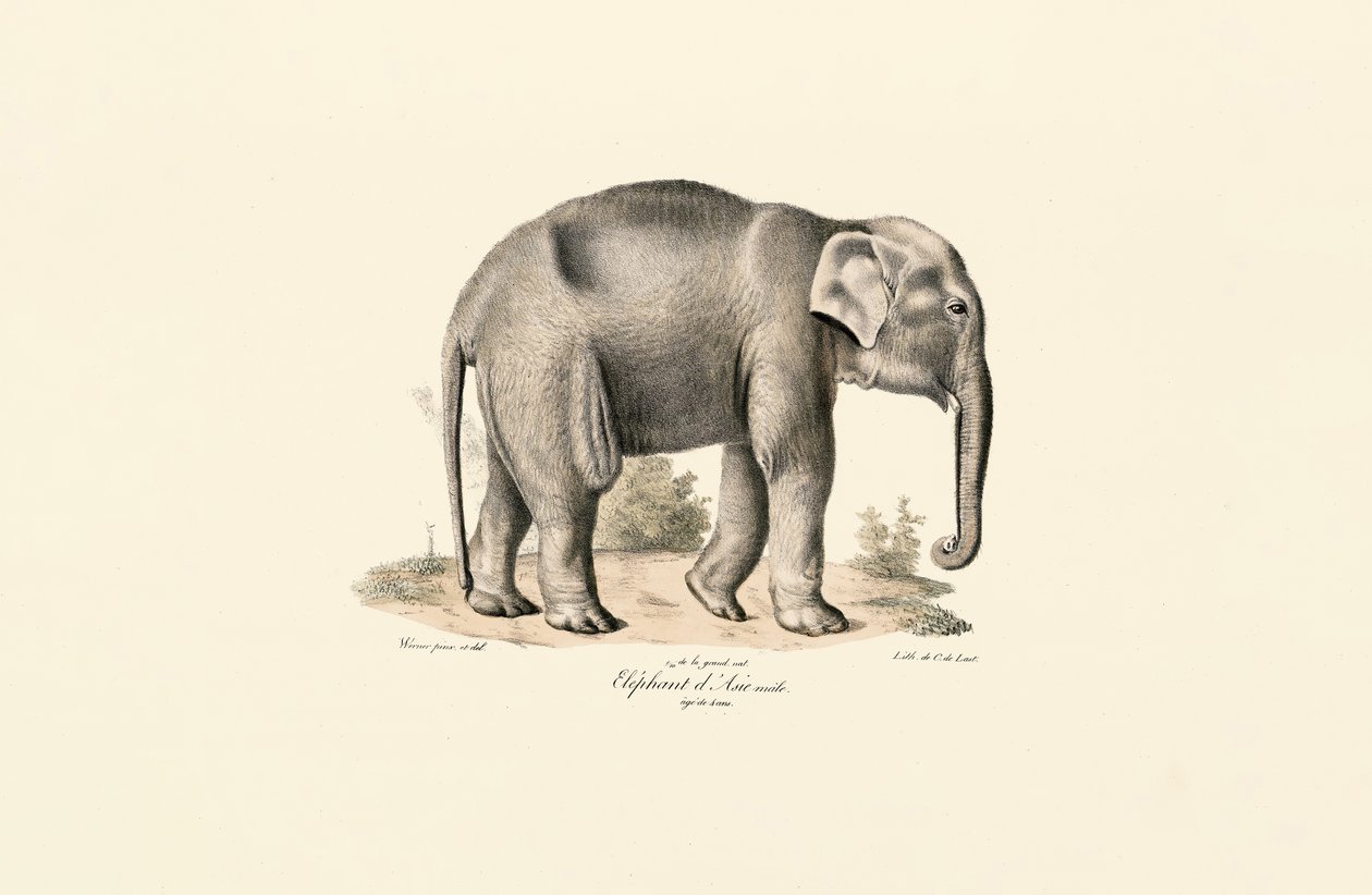  alkotó: Jacques Christophe Werner