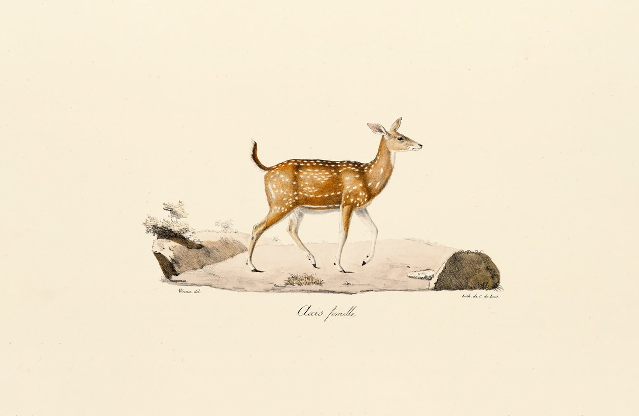 Tengelyszarvas nőstény alkotó: Jacques Christophe Werner