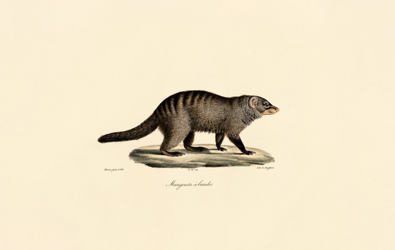  alkotó: Jacques Christophe Werner