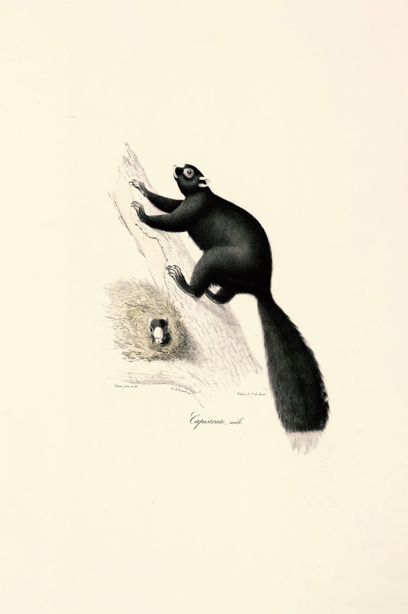  alkotó: Jacques Christophe Werner