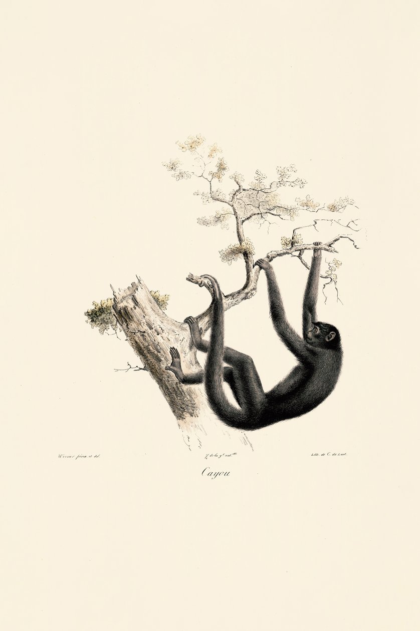  alkotó: Jacques Christophe Werner
