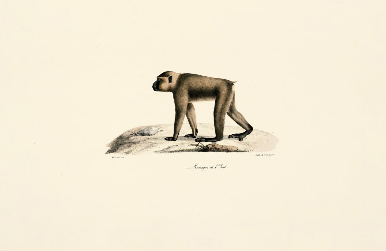 Makákó sapka alkotó: Jacques Christophe Werner