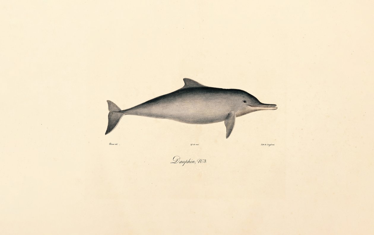 Palackorrú delfin (Tursiops truncatus) alkotó: Jacques Christophe Werner