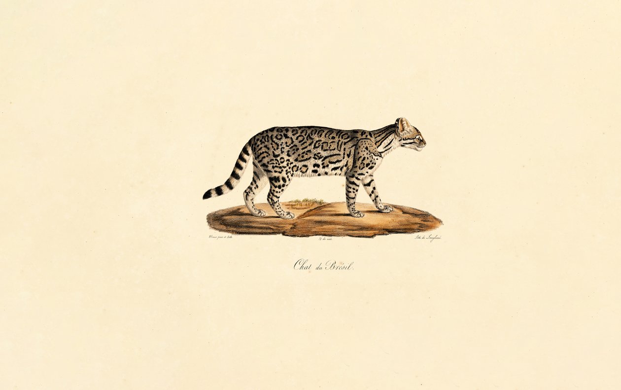  alkotó: Jacques Christophe Werner