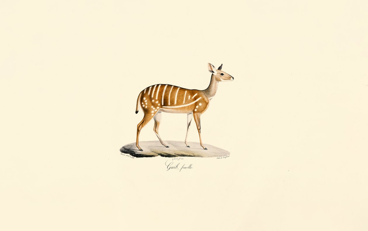  alkotó: Jacques Christophe Werner