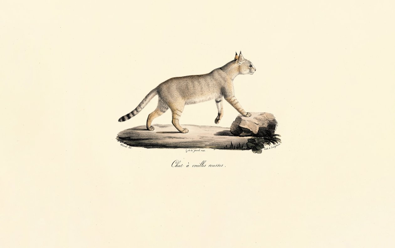 Caracal alkotó: Jacques Christophe Werner