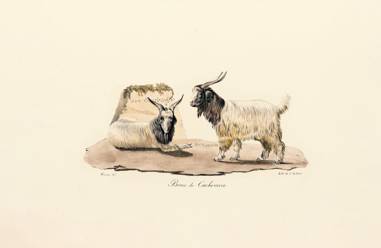  alkotó: Jacques Christophe Werner