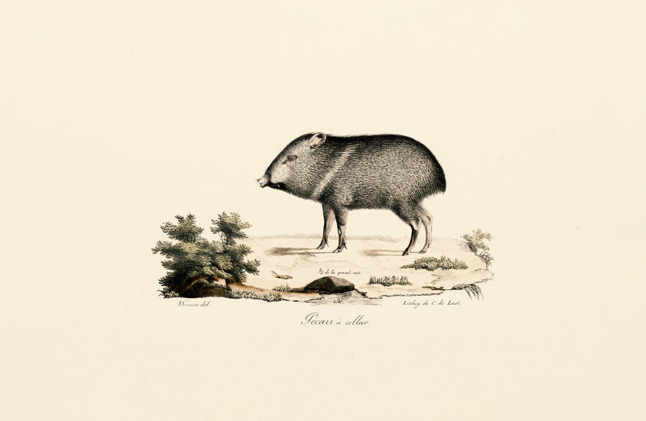  alkotó: Jacques Christophe Werner