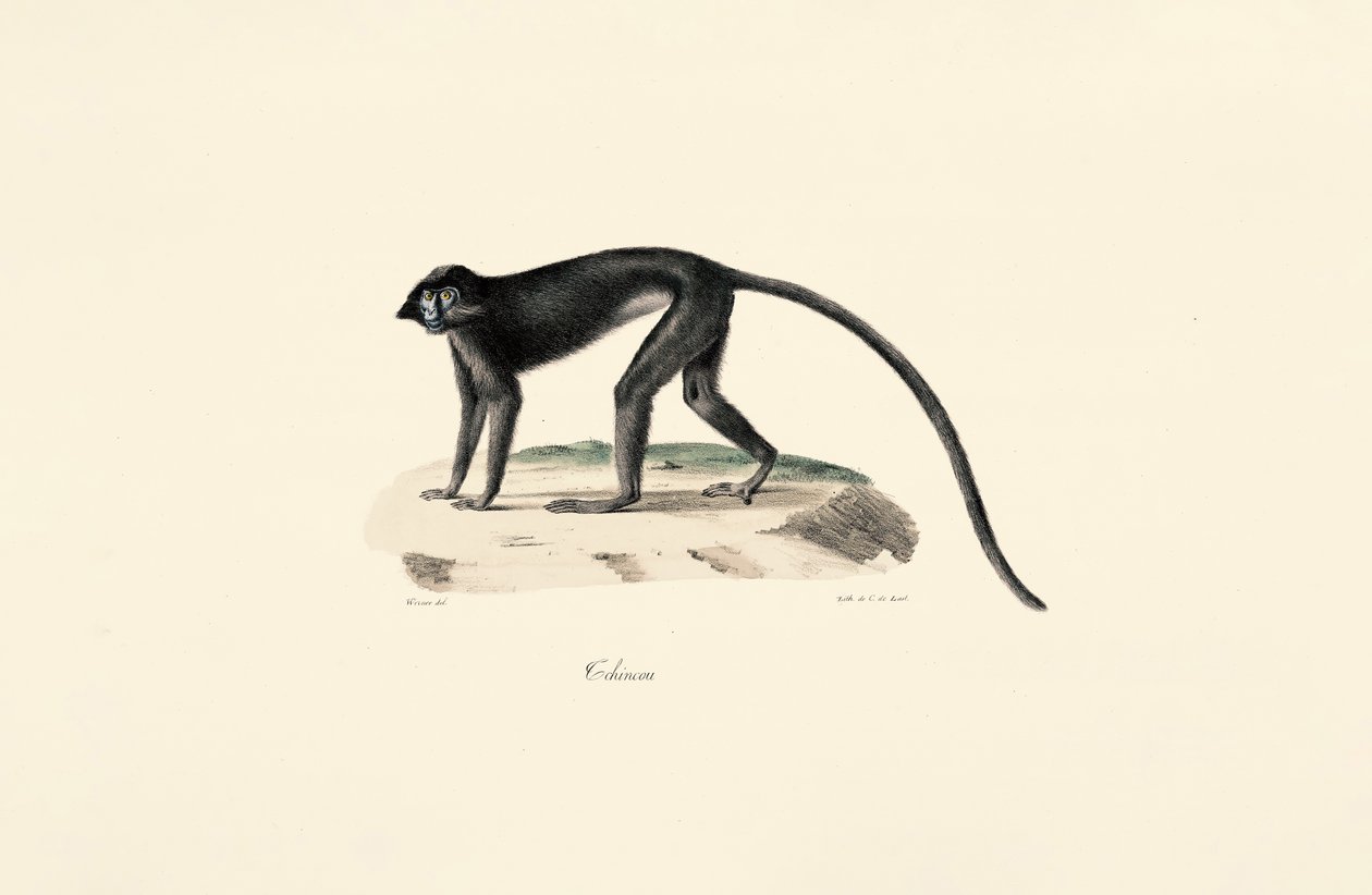 Colobus majom (Colobus guereza) alkotó: Jacques Christophe Werner