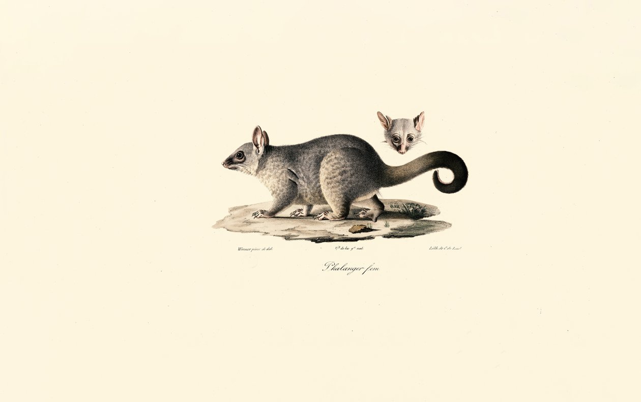  alkotó: Jacques Christophe Werner