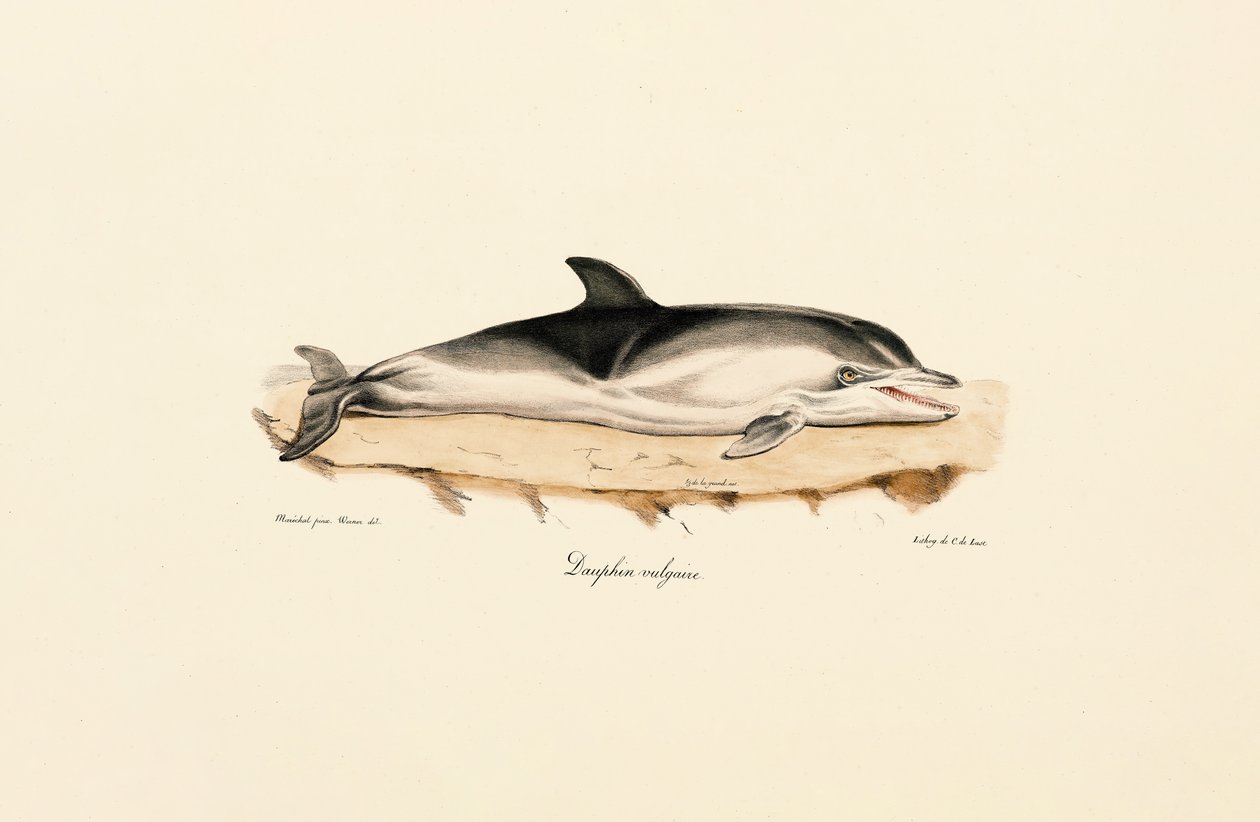 Közönséges delfin alkotó: Jacques Christophe Werner