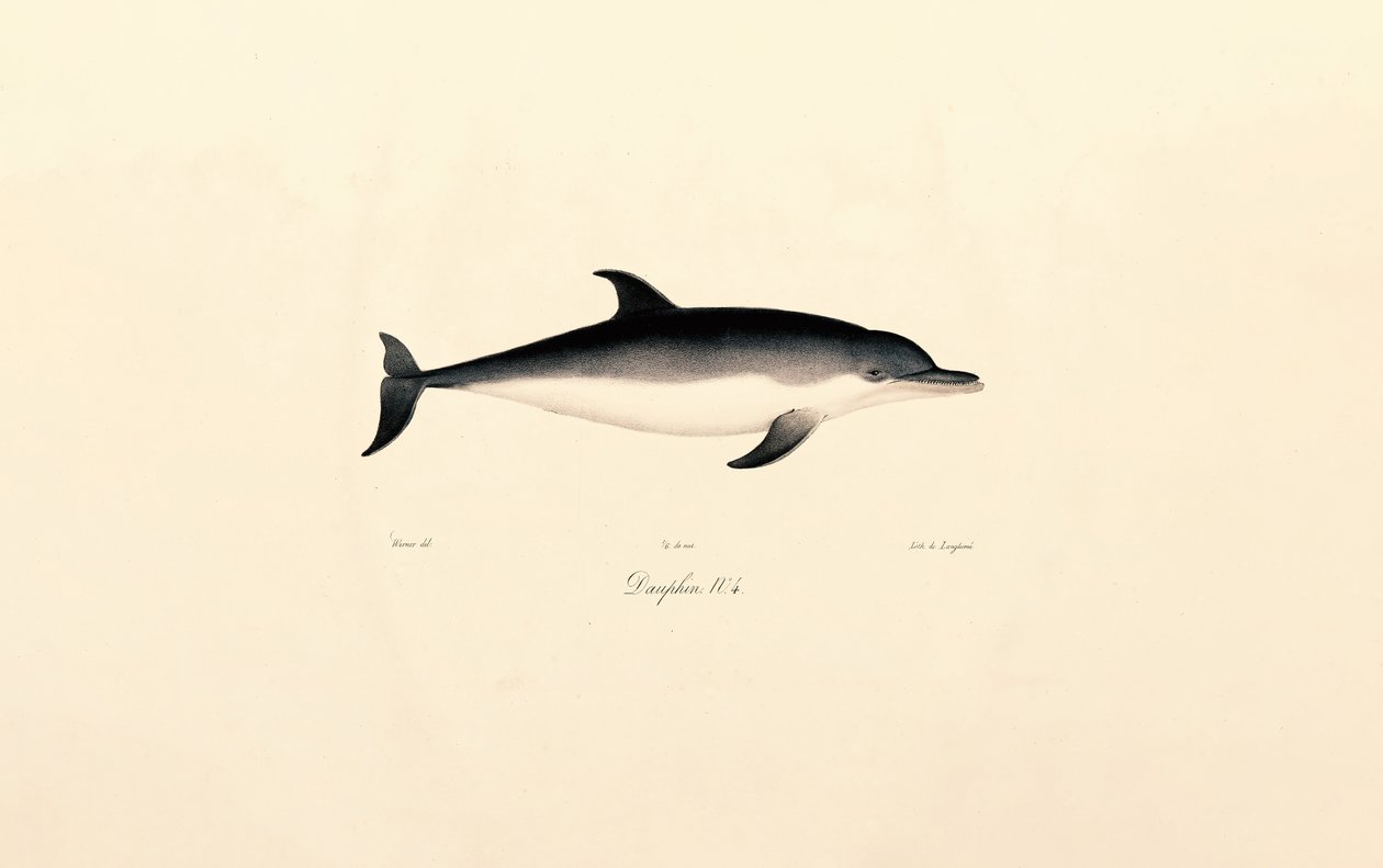 Közönséges delfin alkotó: Jacques Christophe Werner