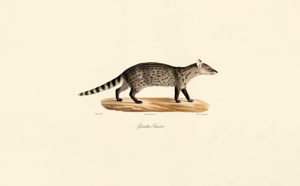 Közös Genet alkotó: Jacques Christophe Werner