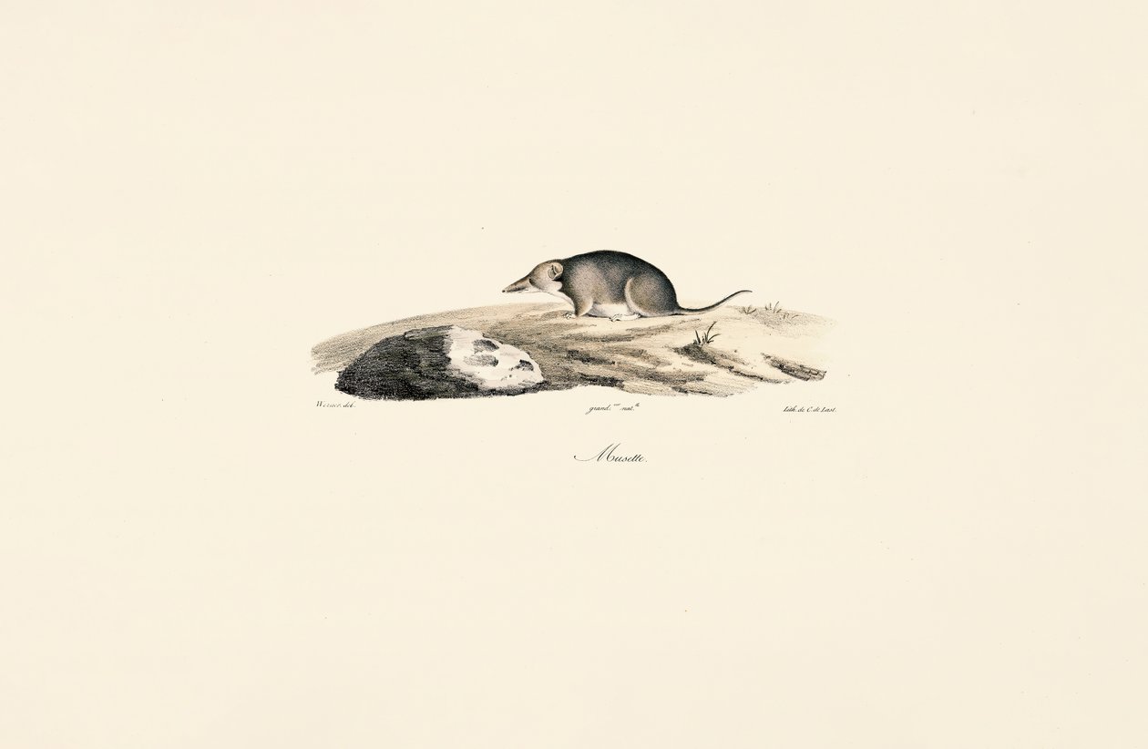 Közönséges cickány alkotó: Jacques Christophe Werner