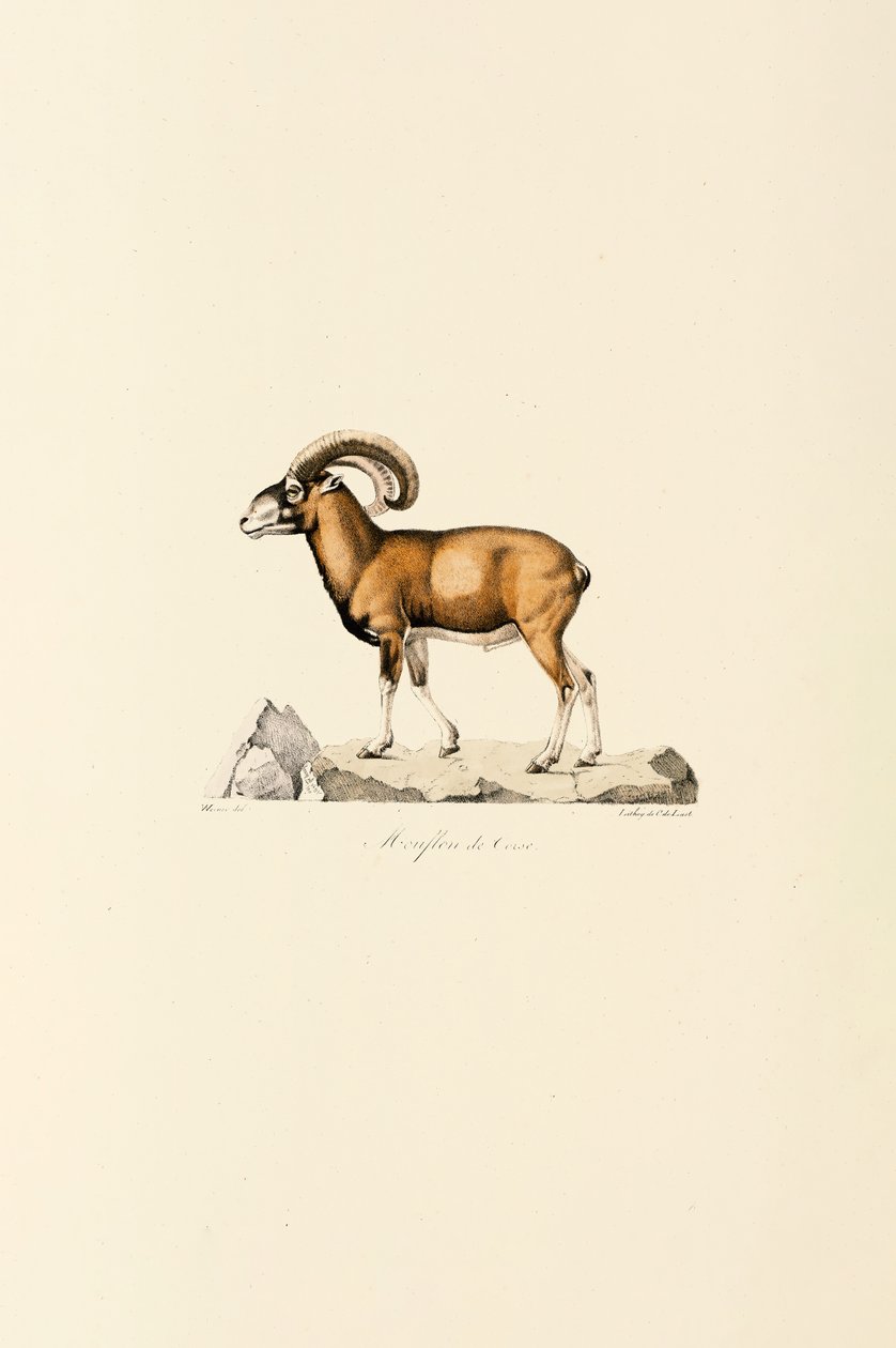 Korzikai muflon alkotó: Jacques Christophe Werner