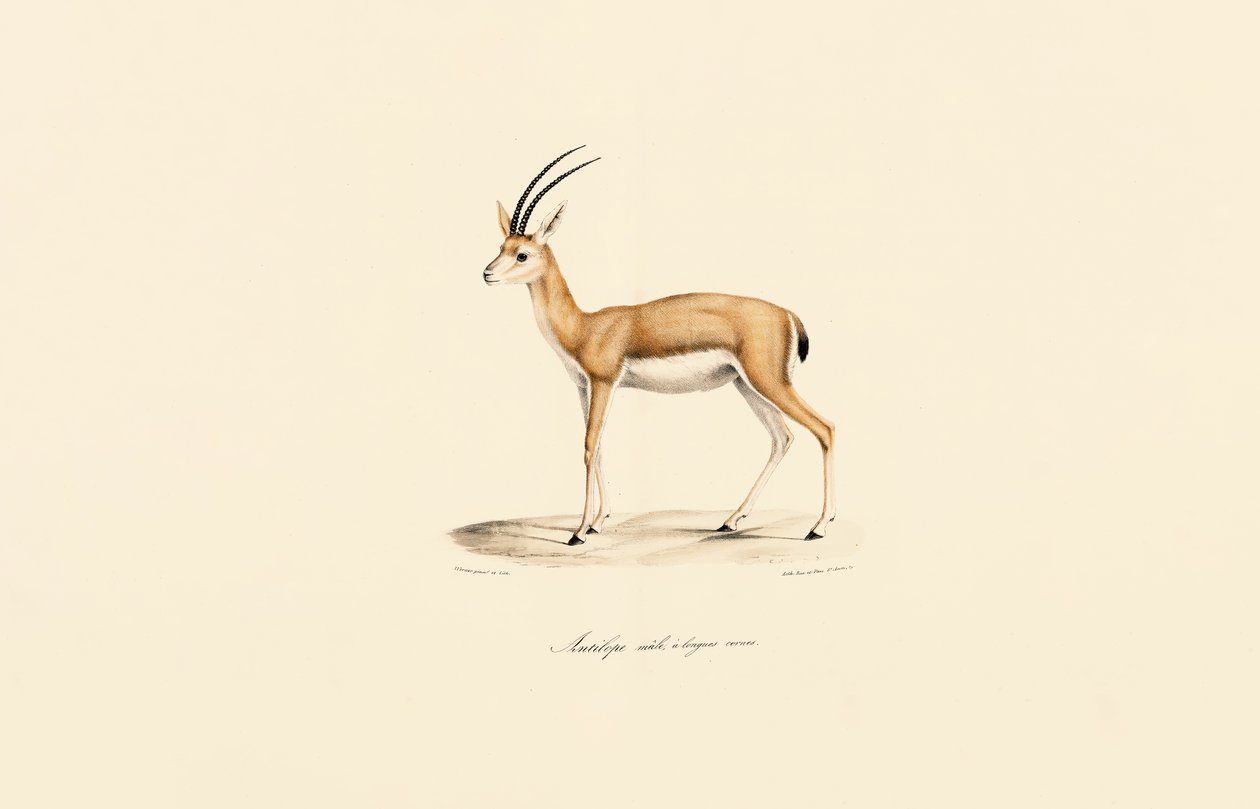  alkotó: Jacques Christophe Werner