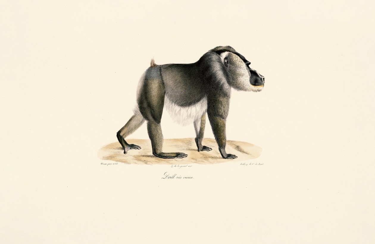  alkotó: Jacques Christophe Werner