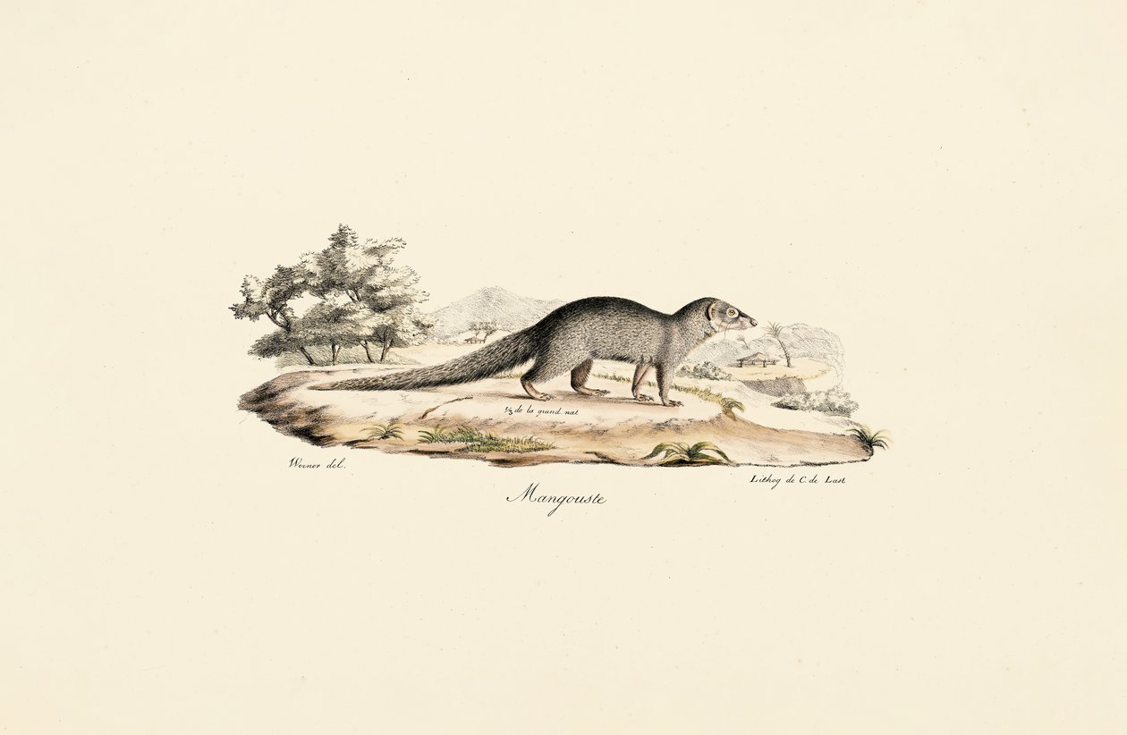 Egyiptomi mongúz alkotó: Jacques Christophe Werner