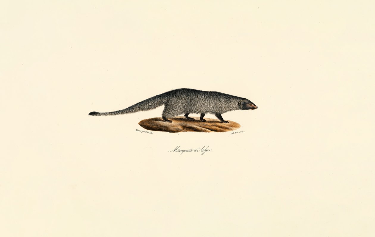  alkotó: Jacques Christophe Werner