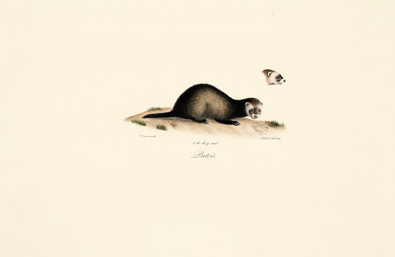 Európai görény alkotó: Jacques Christophe Werner