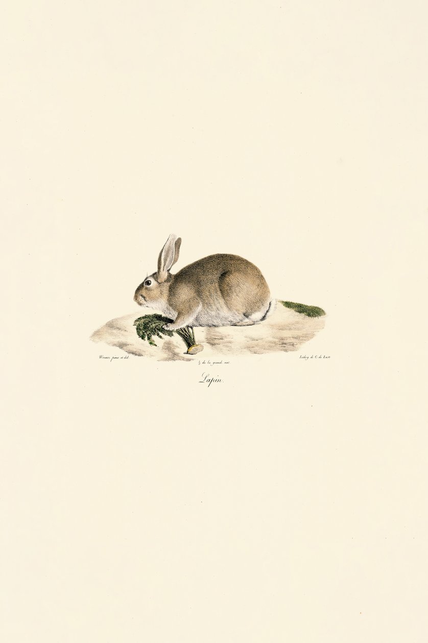  alkotó: Jacques Christophe Werner